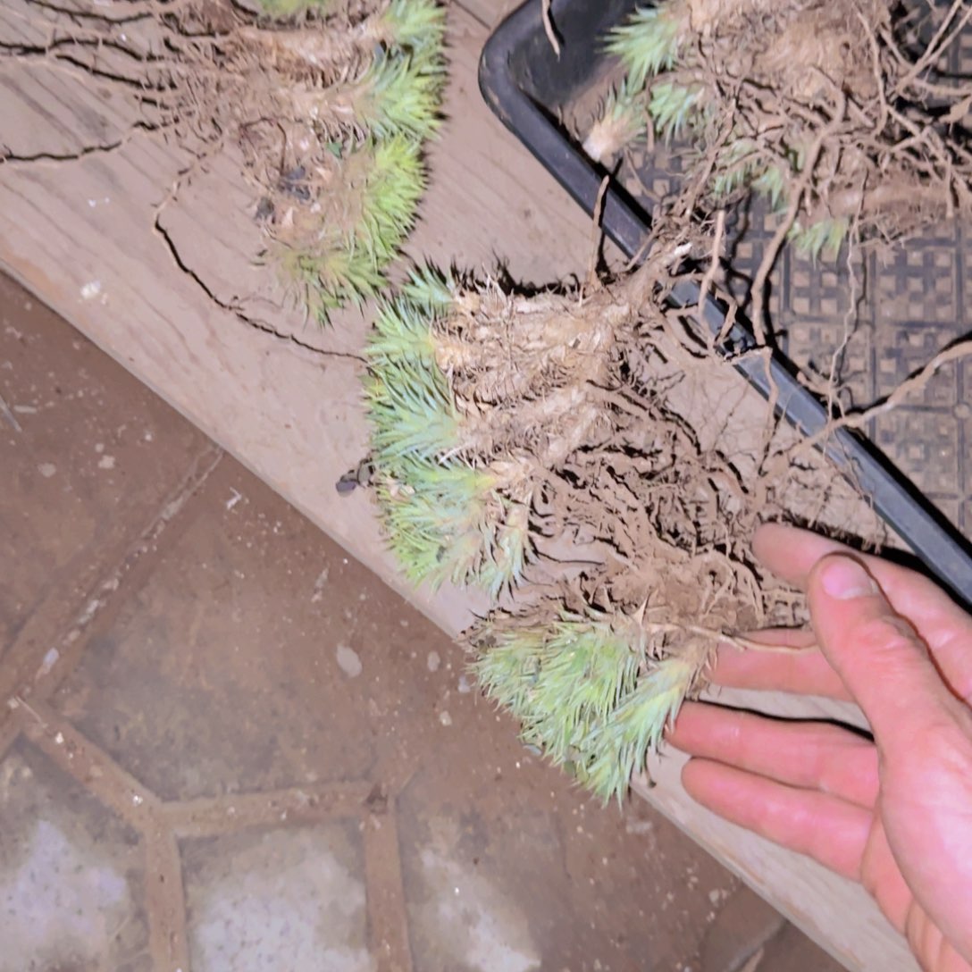 块根植物块根植物块根