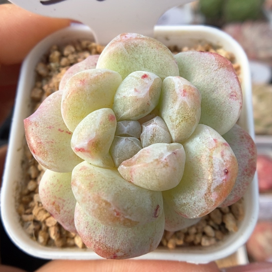 冰玉石化可拍362号。