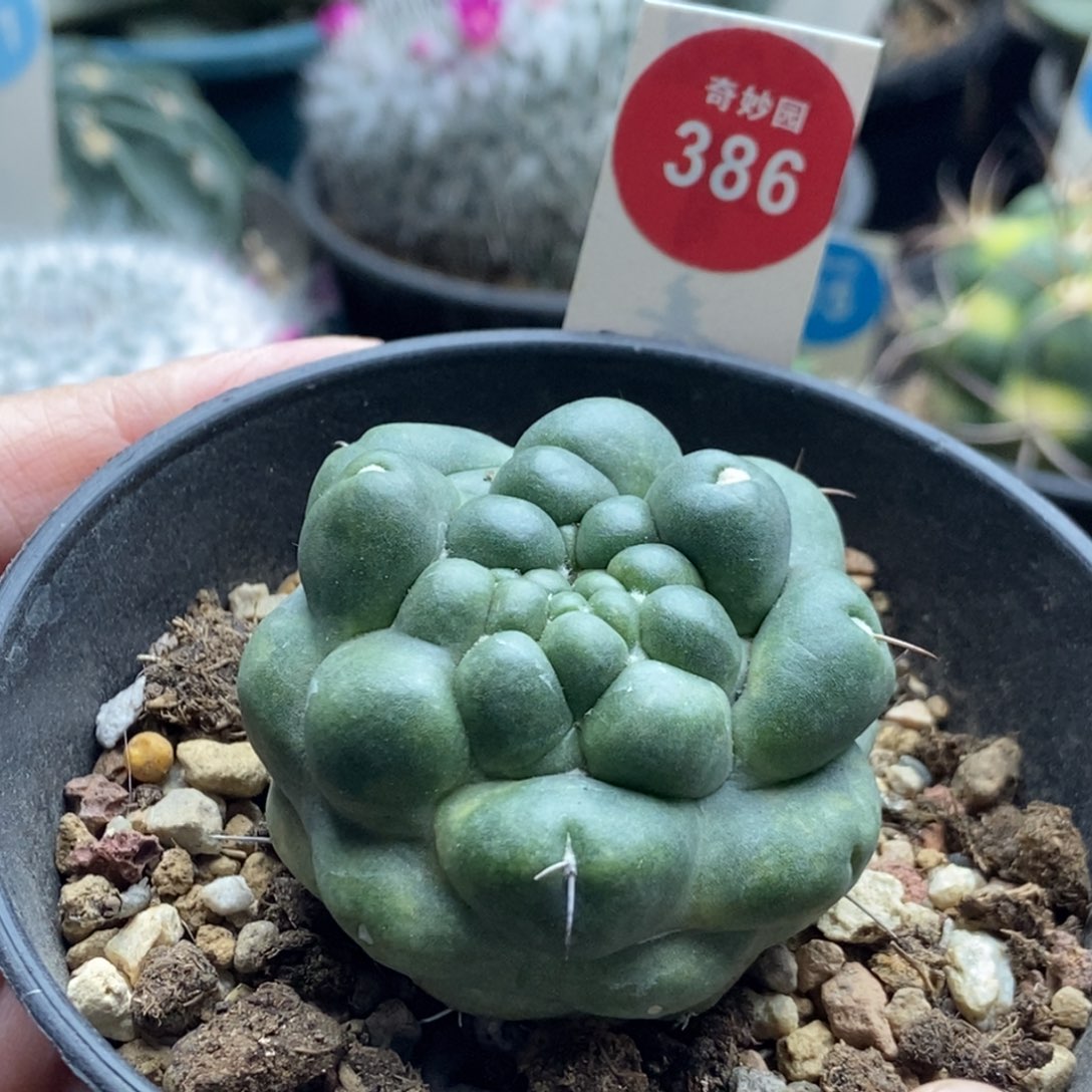 自根萝卜根无刺象牙4.8cm