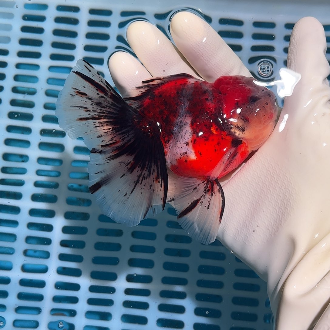 金鱼金鱼148225555885