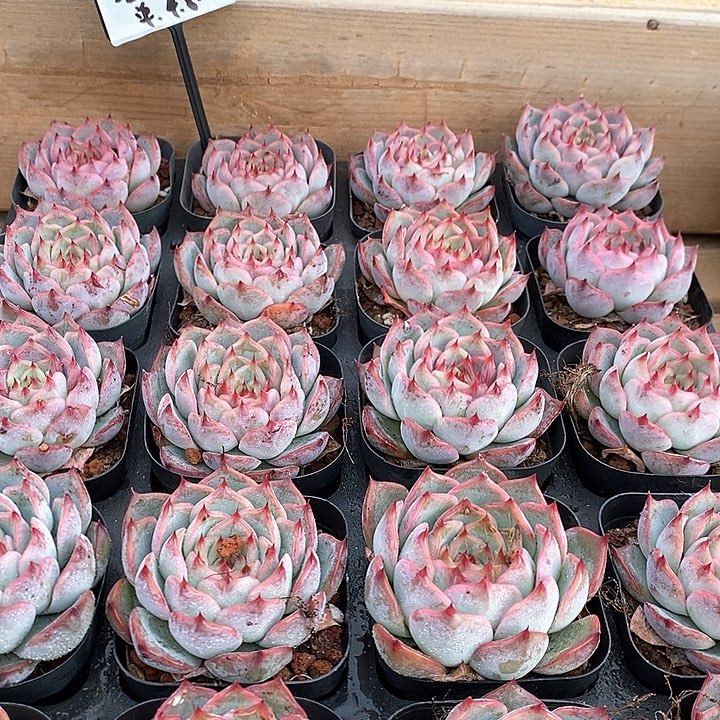 201红茵单头 福利多多