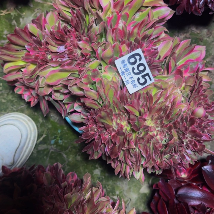 新月花29-33包邮花花