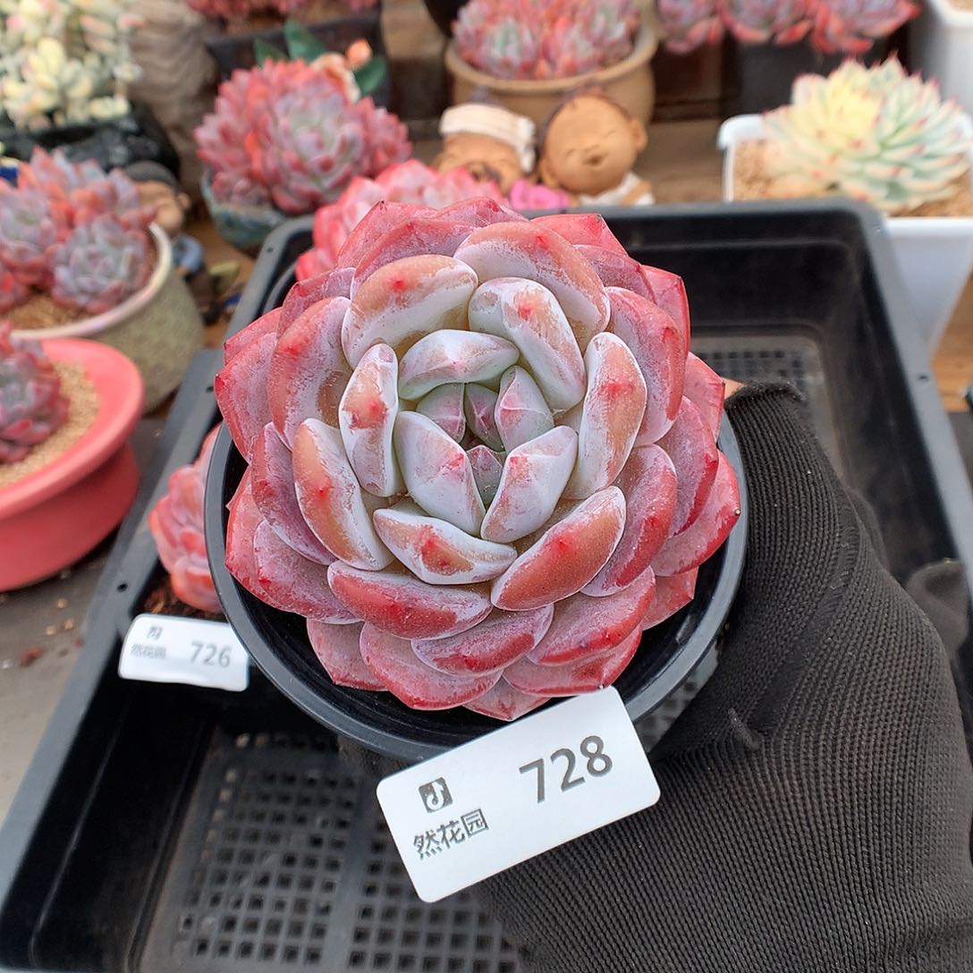 728雪天使多肉植物66666