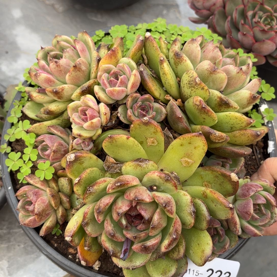 同温层多肉黑水晶223