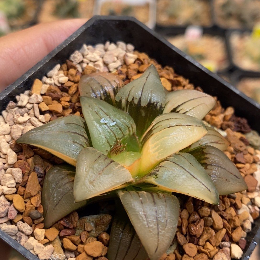 红纹寿锦多肉植物带盆发货