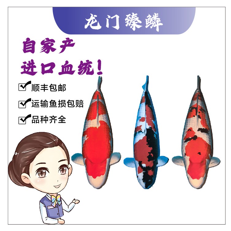 1-100㎝贵州龙门臻鳞高端锦鲤甄选铭血自家产