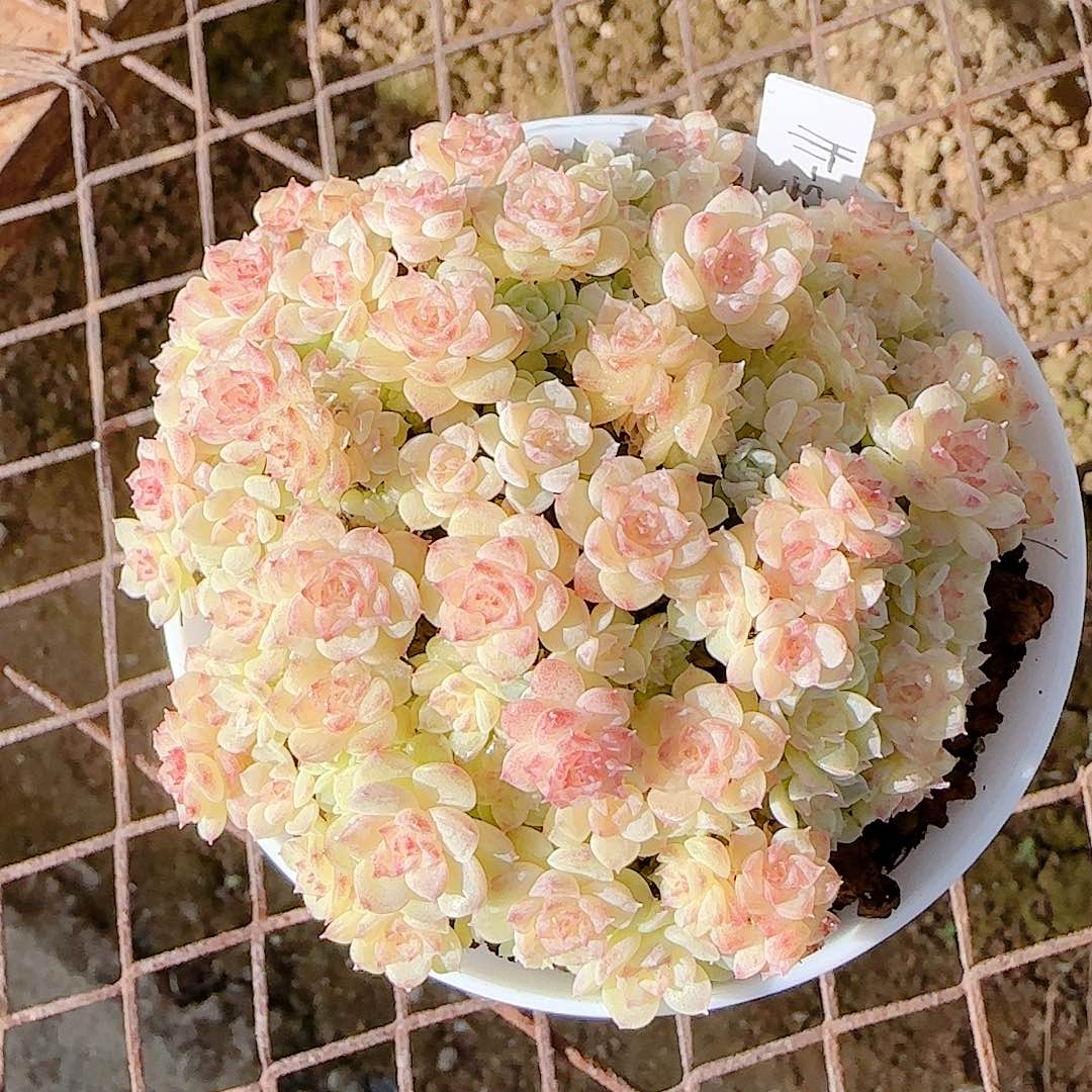 1127-38（ht-53）优选