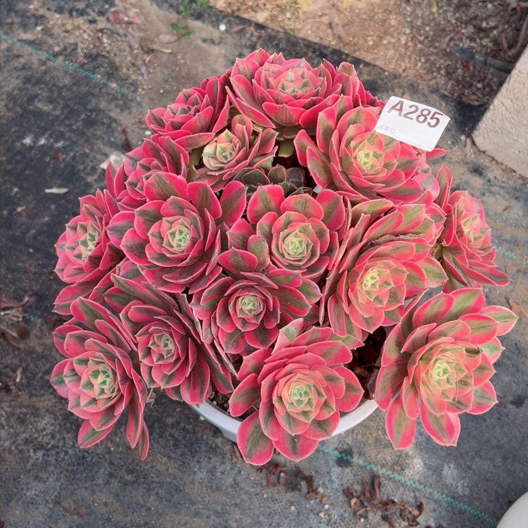 285红粉佳人法师多肉植物