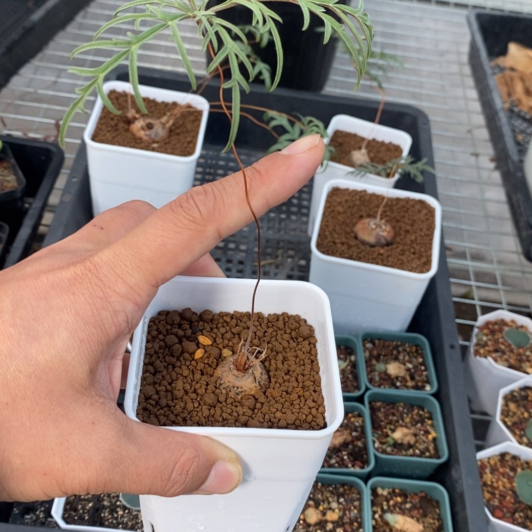 旋柄洋葵多肉植物