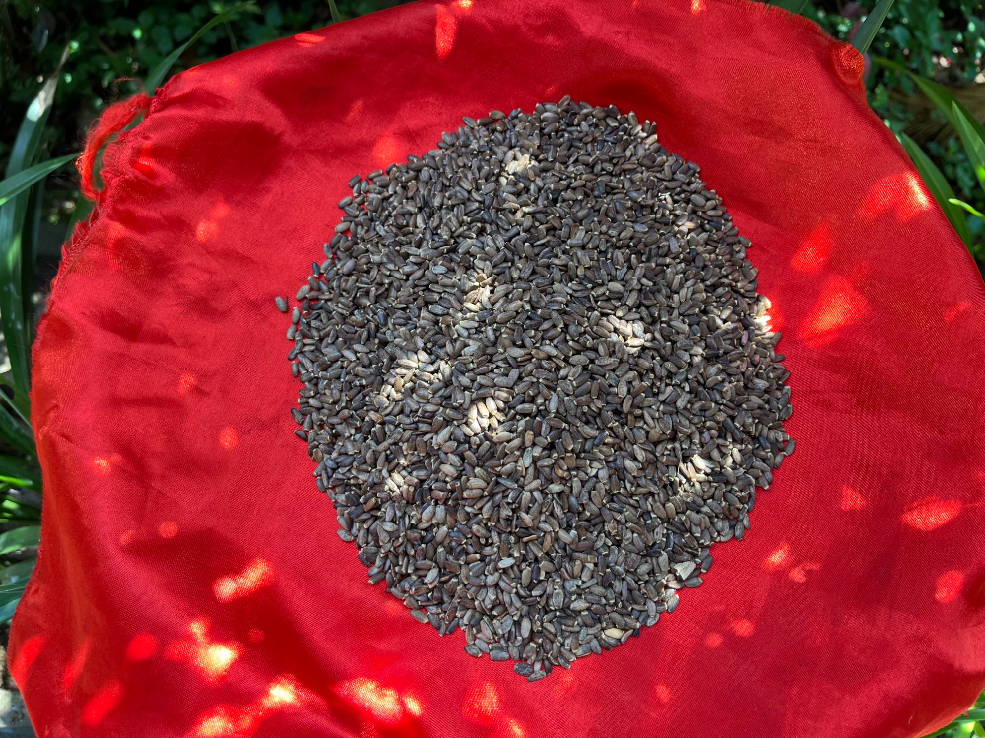2【水-飞-蓟】净含量：250g-1000g【阿徐现收】