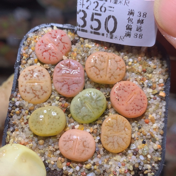 精品生石花226.350小荒