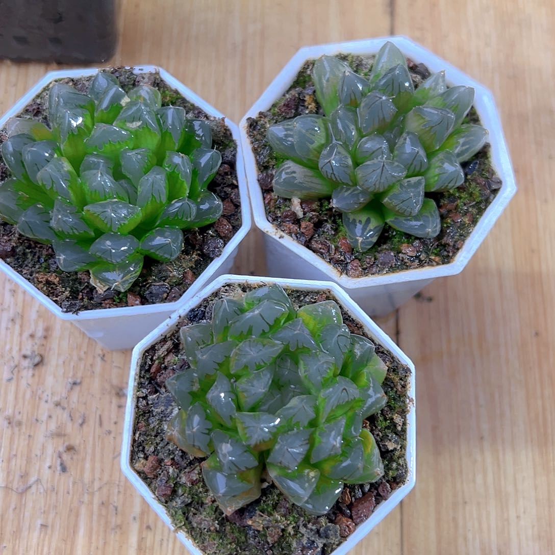 红丝玉露多肉多肉一颗