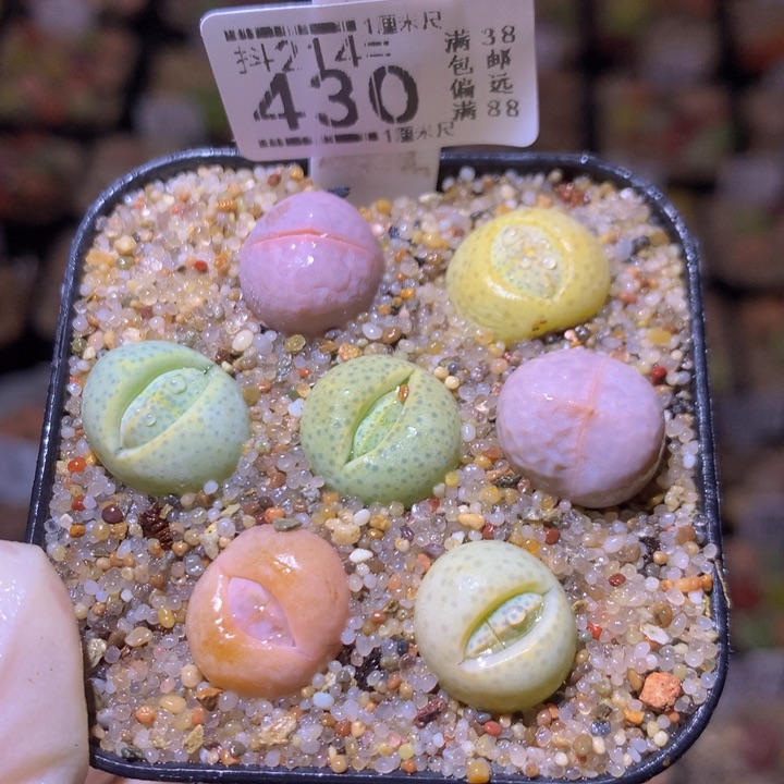 精品生石花214.430