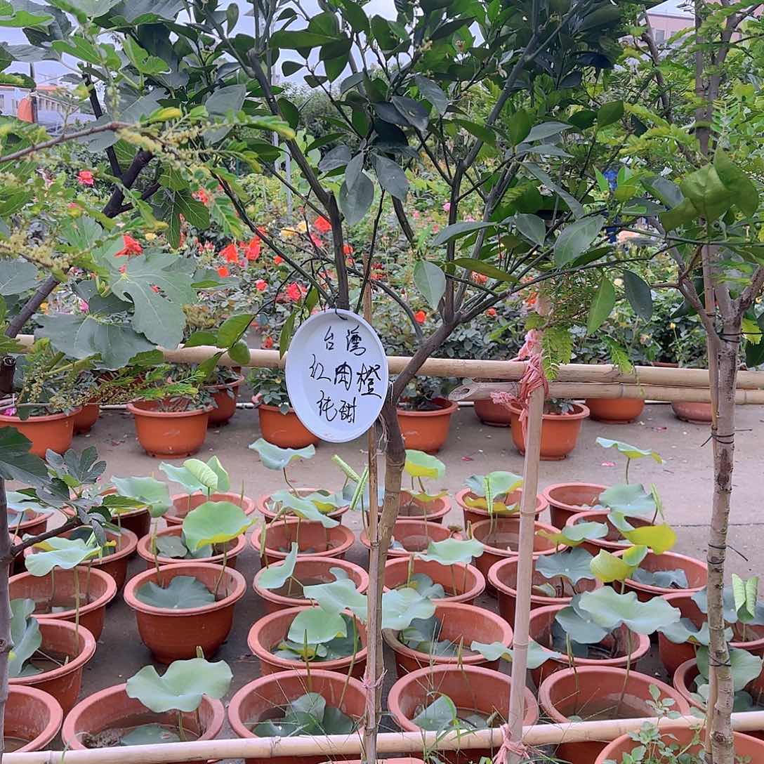 爱****训果树1111111111111