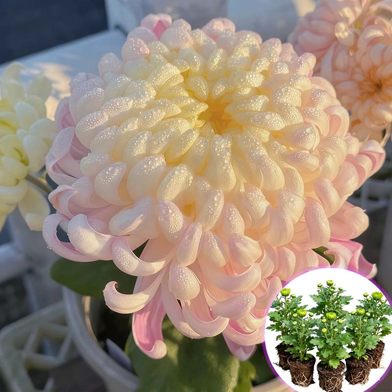 国华大菊花开花耐热寒菊花盆栽绿植阳台室内外四季花卉鹅毛粉黛菊