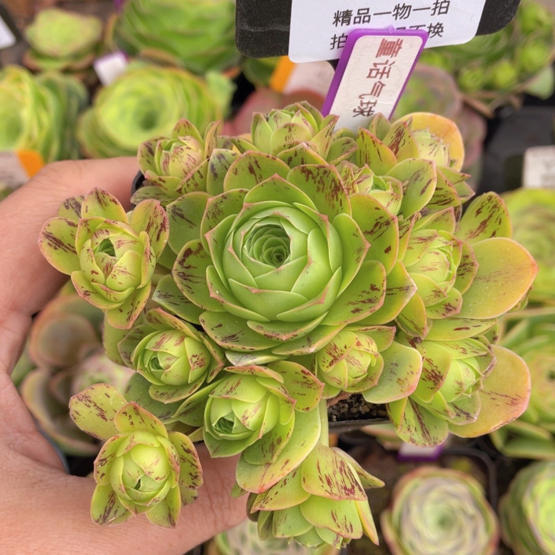 童话气球福利360一物一拍