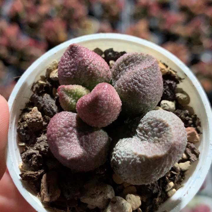 水蜜桃。   8888888