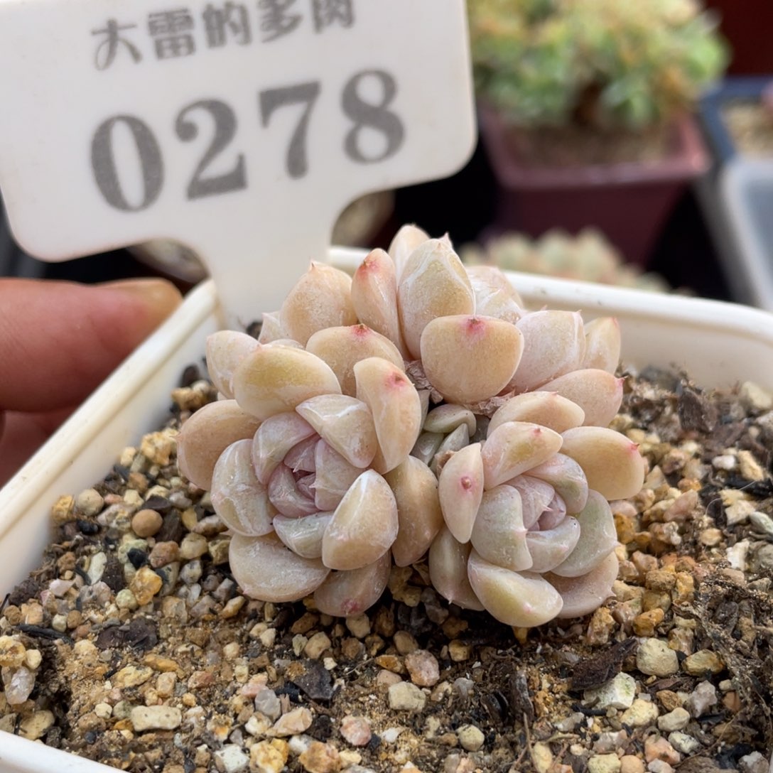 0278汉堡不带盆5厘米