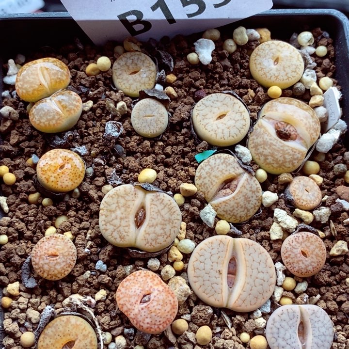 我的小姐姐们都是我159