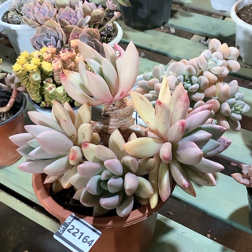 【闪购商品】桃花源22164