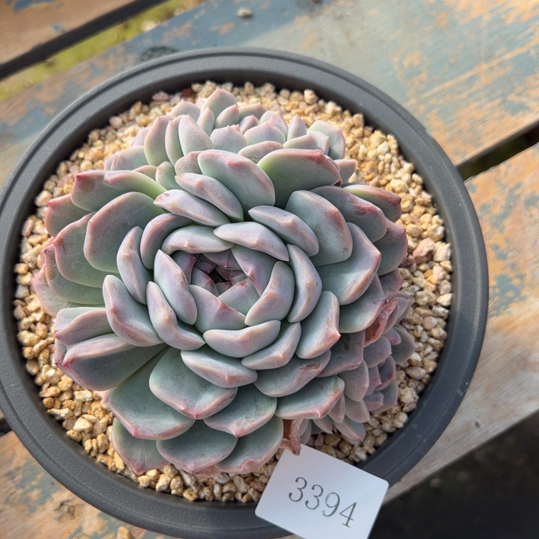 用****23394肉肉肉肉肉肉