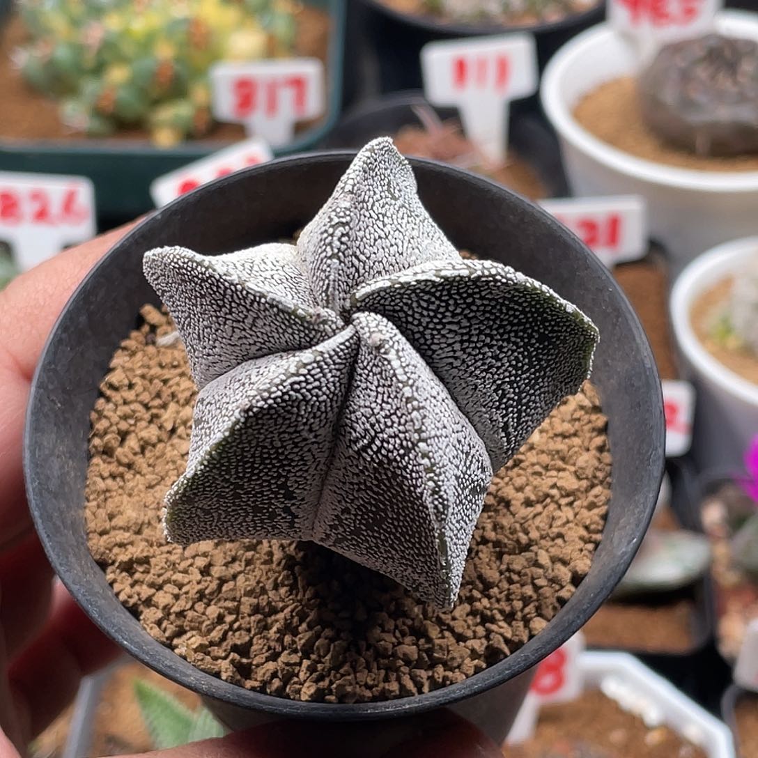 实生五角恩冢鸾凤玉仙人球