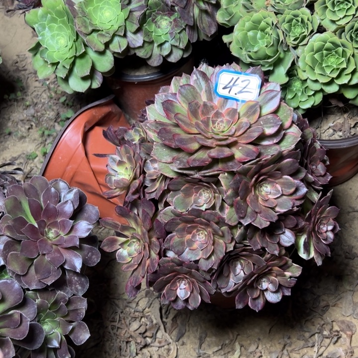 多肉植物半夏法师42