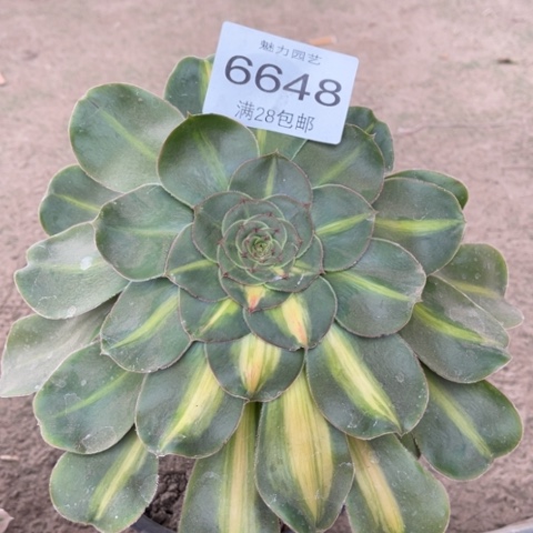 暴君多肉多肉6648