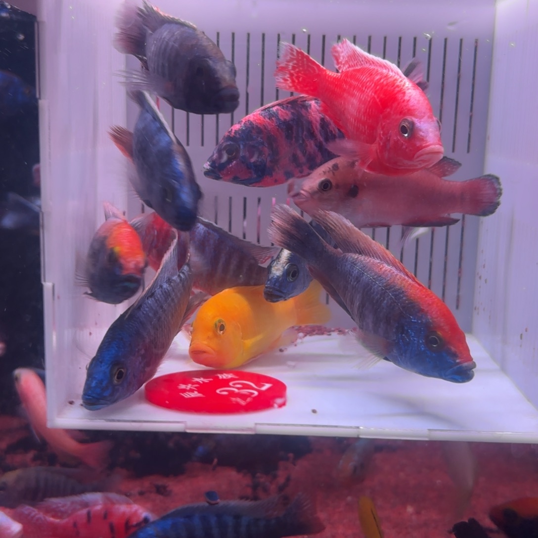 慈鲷鱼直播32号12条其中备损2条