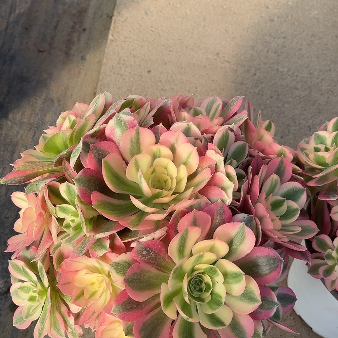 清***人粉女巫hhhhhhhhhhhhhhhh