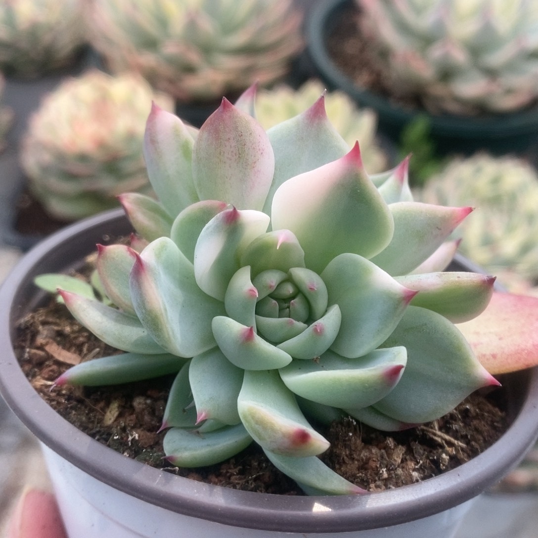 118锦锦锦锦锦锦锦锦