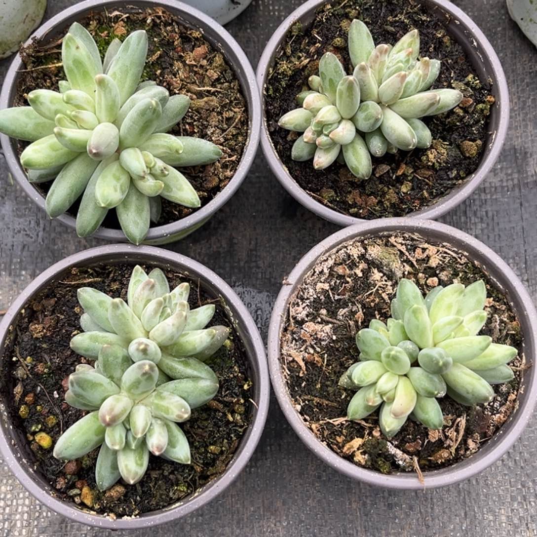 伊卡鲁斯状双头发货 尺寸6