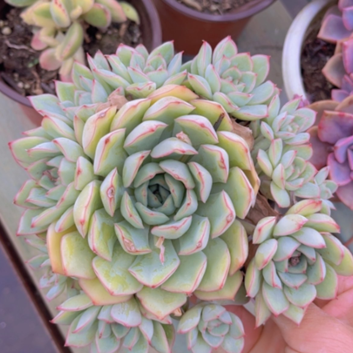 【闪购商品】织锦2016