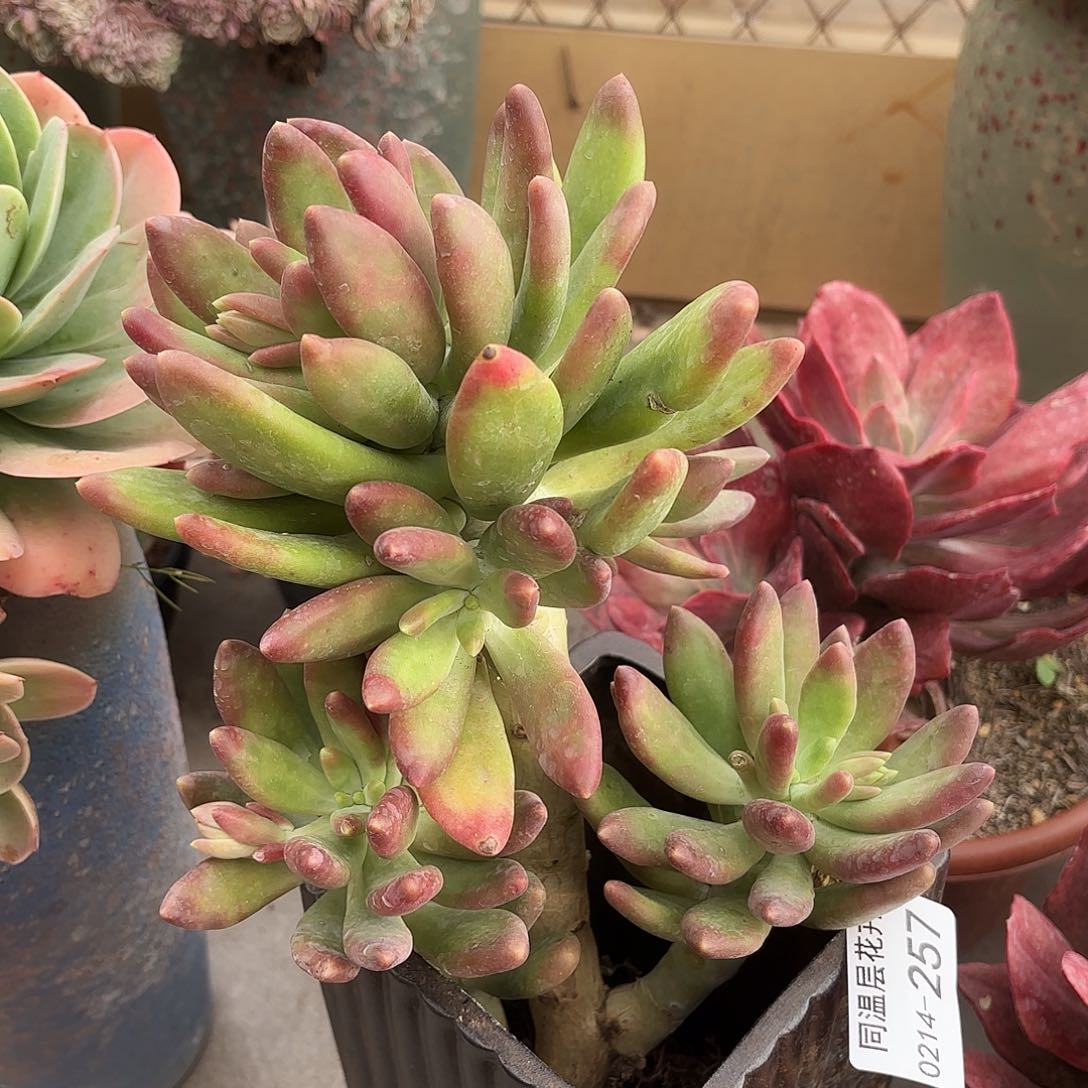 同温层多肉金蝉257