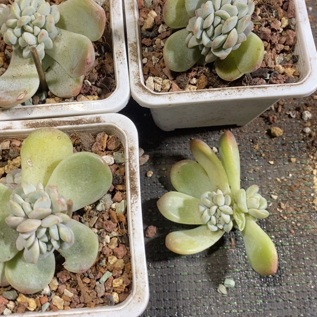 词***.1504649949494949949494994