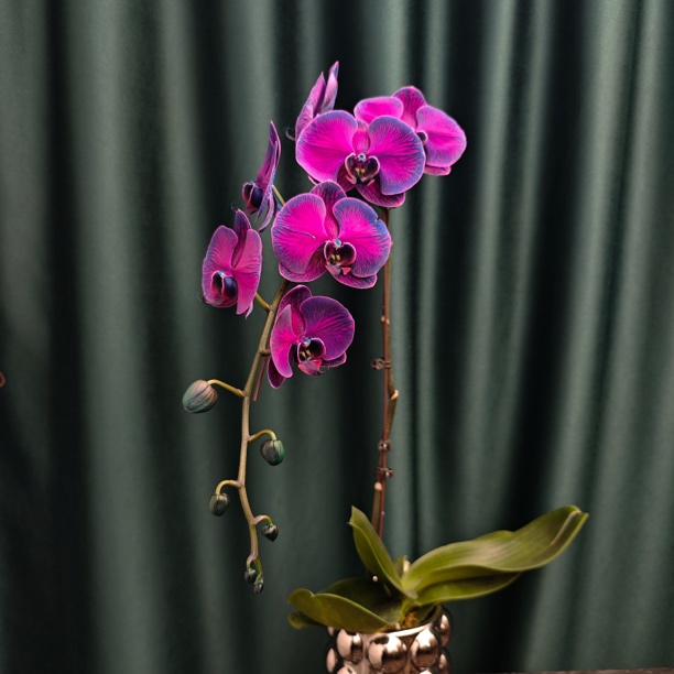 【本店活动主推款】黑宝石蝴蝶兰3.5寸马卡龙吸色昆明基地直发