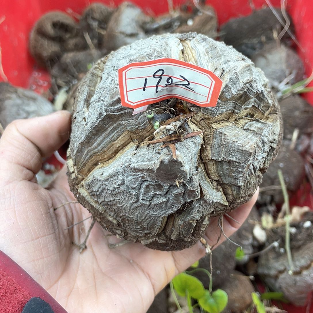 龟甲龙一物一拍1902号11cm