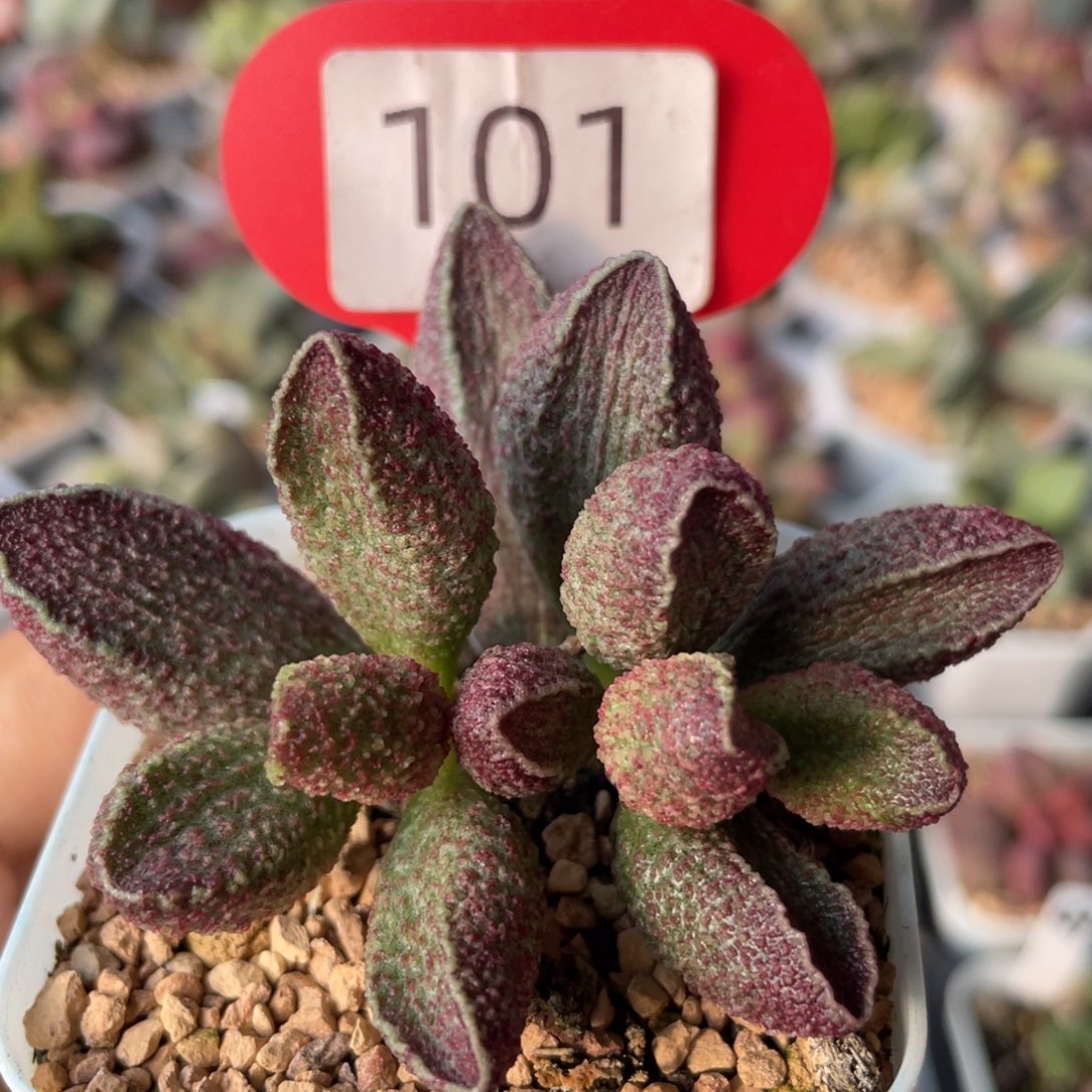 琳***涛    花猪肝。    