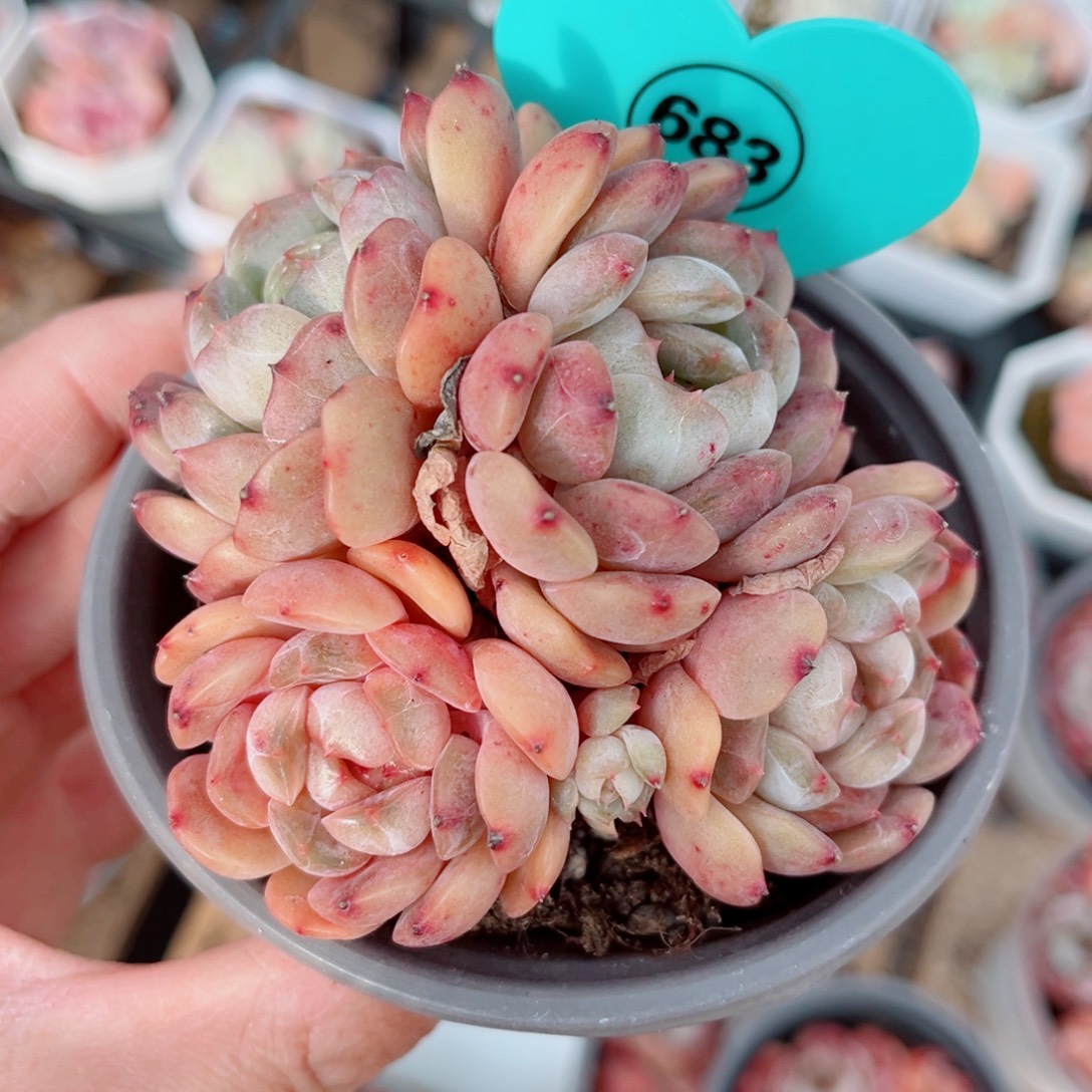 683号小老桩红恋群