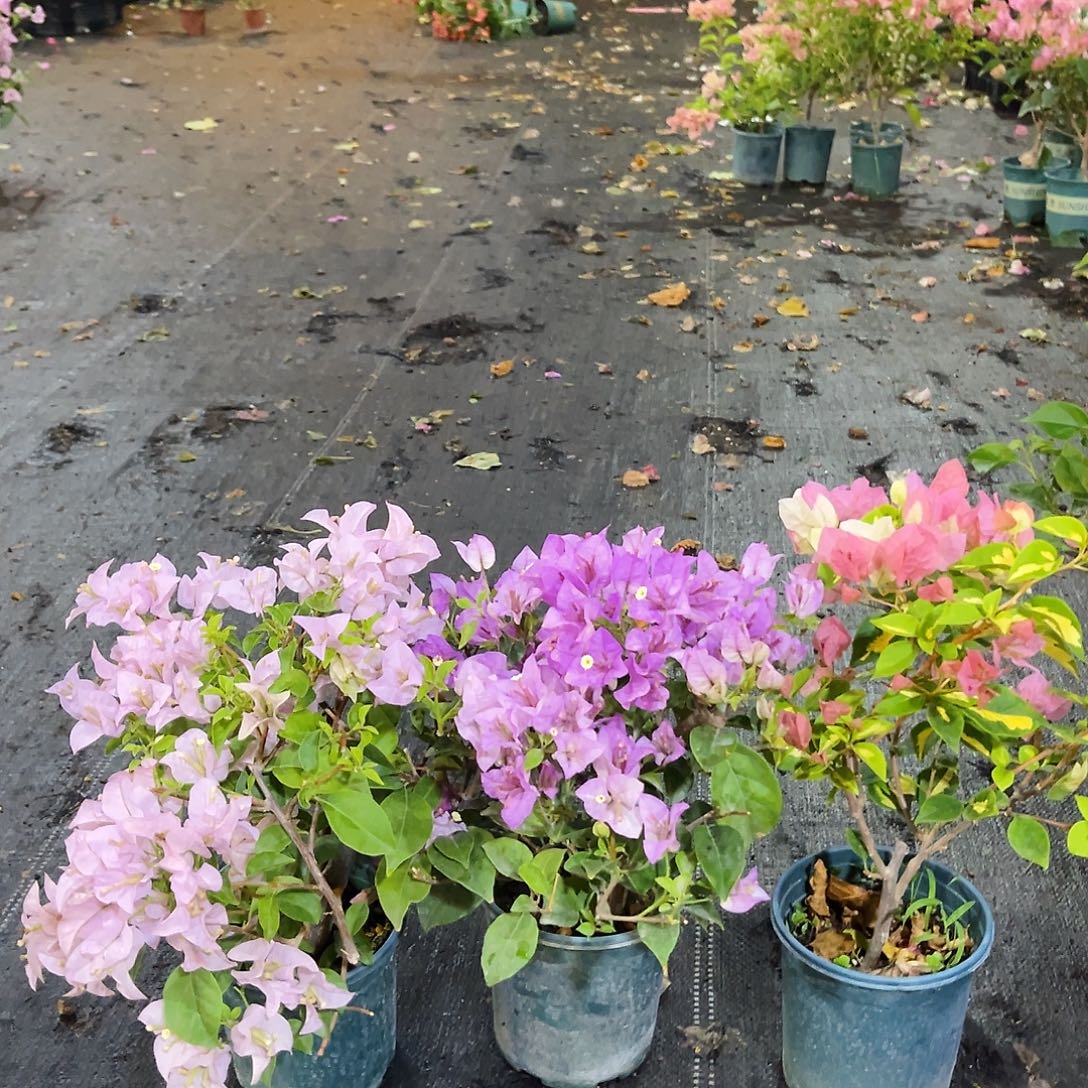 完全开放苹果花，雪紫，金心橙白