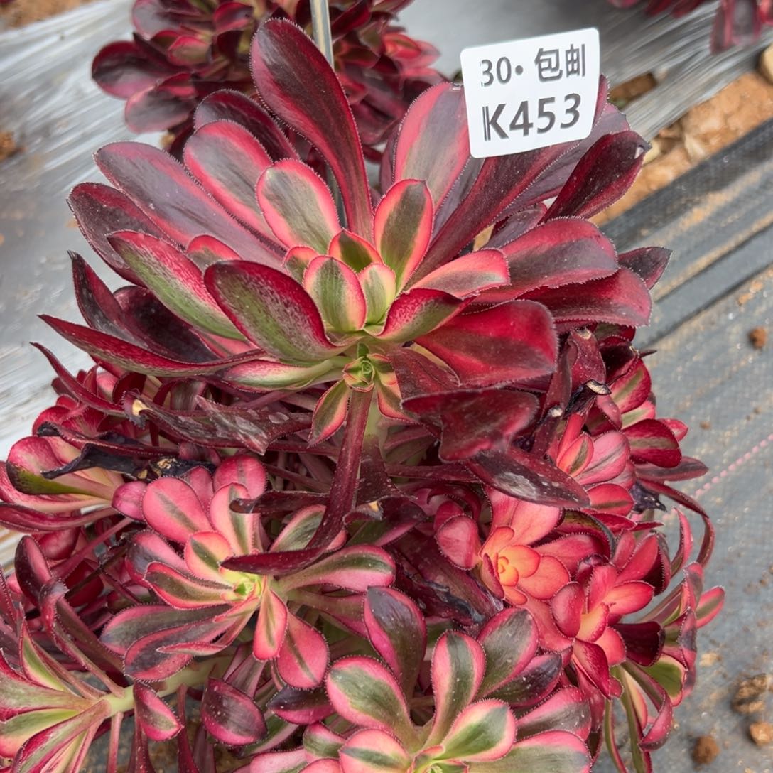 453香奶奶，满20包邮