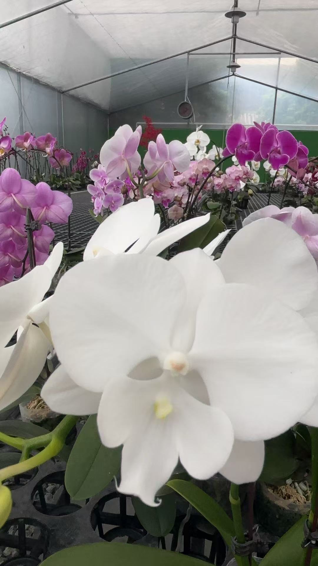 【白天鹅】高奢精品蝴蝶兰