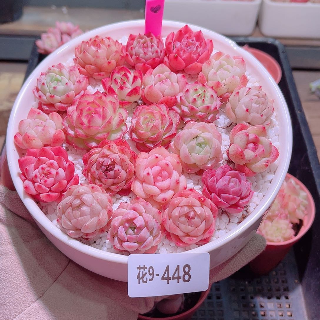 花利美9-448拼盘含盆土铺面镊子分开发