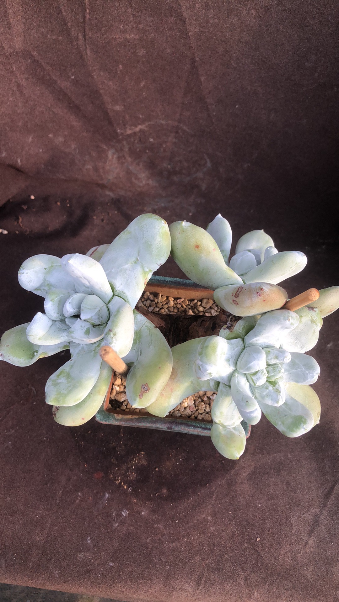 多肉植物拇指老桩精控