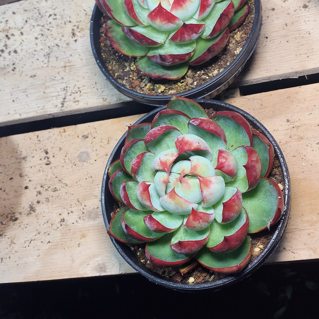 多肉植物多肉植物惊鸿