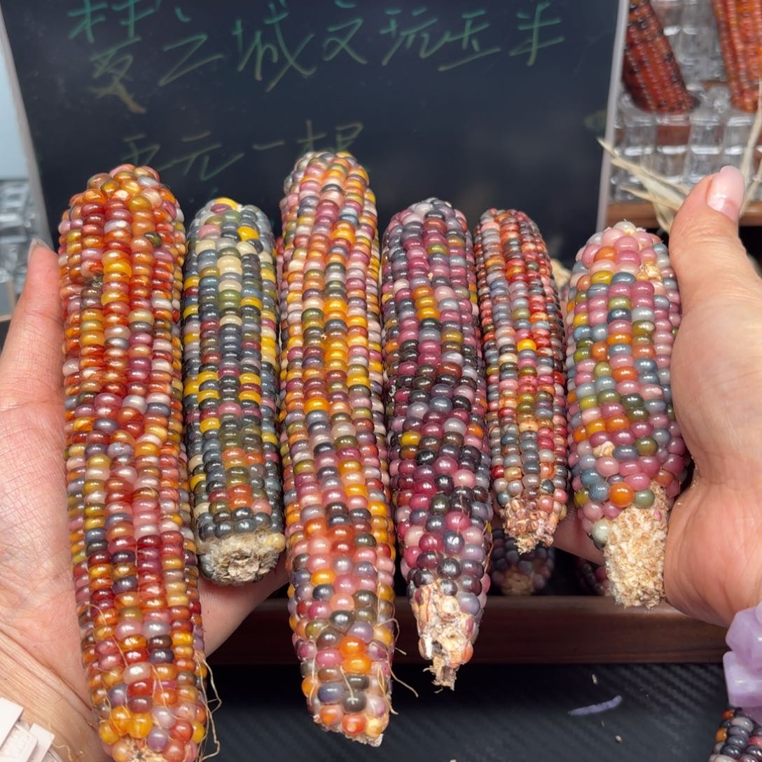柏香籽/百香籽吊坠朱*朱