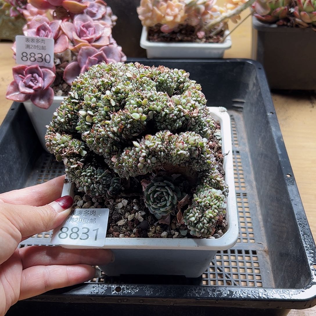 9号多肉一物一拍8831