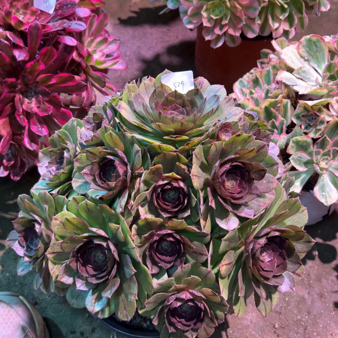 多肉植物万拉丝530