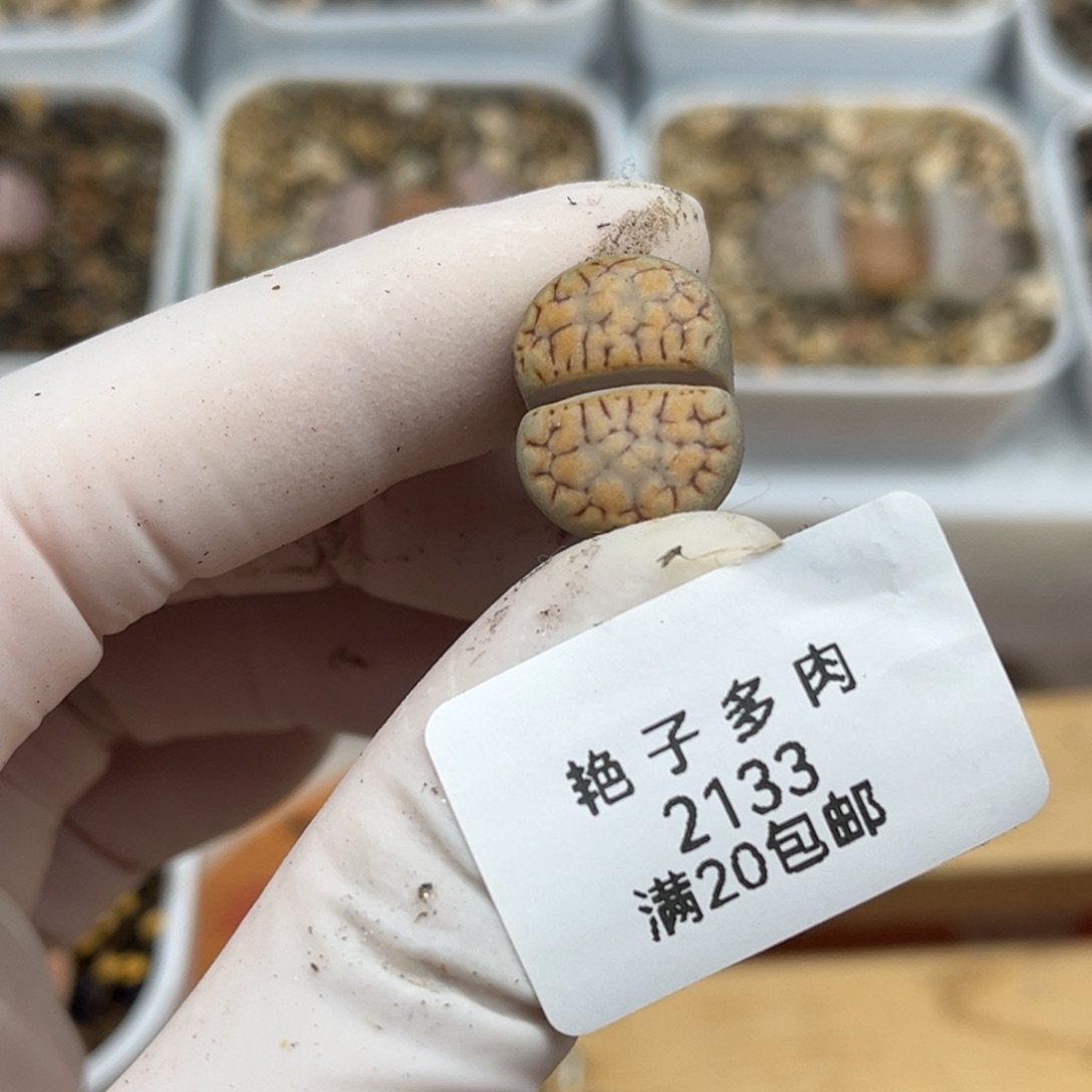 a***g2133号一颗饼干一起