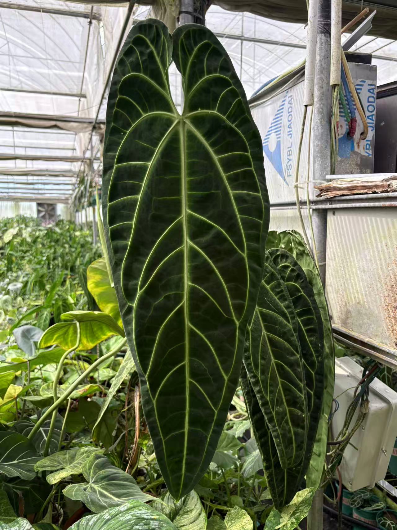 火鹤后长叶型花烛室内观叶植物ins风雨林植物